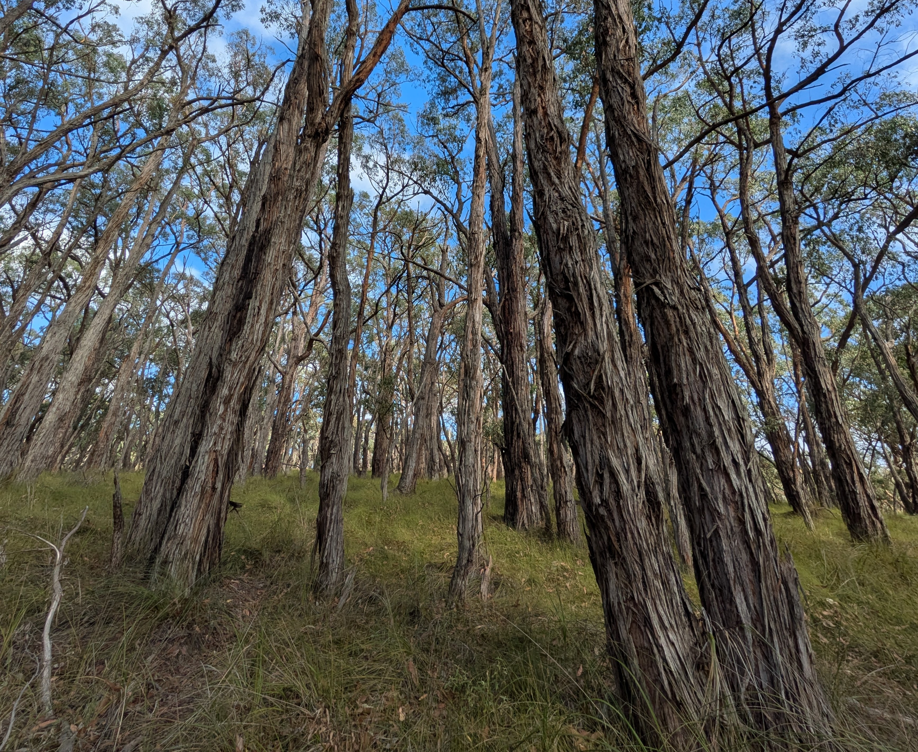 Mountain Ash tree in Sherbrooke Forest, Dandenong Ranges National Park, Vic, 2026.
